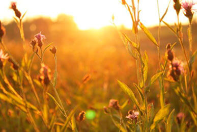 Direct Cremation Direct Cremation